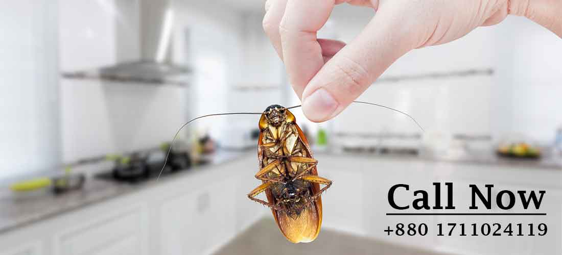 Cockroach Control dhaka