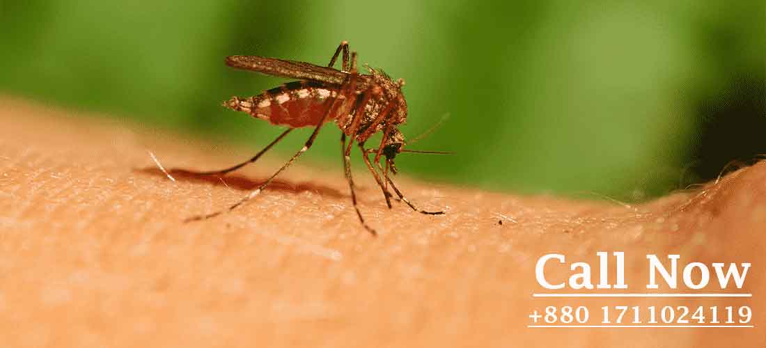 Mosquito control services Pest Control dhaka bangladesh