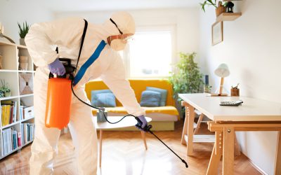 How to identify pest problems in Chittagong